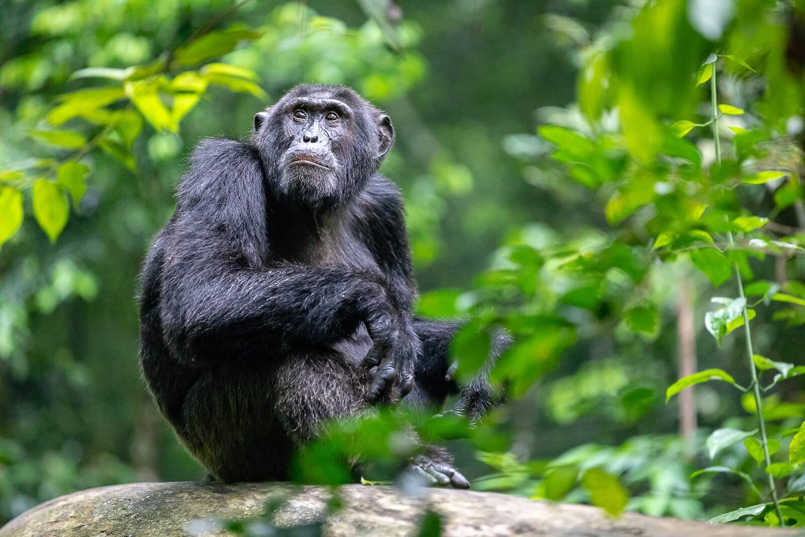 Kibale chimp trekking vs Bwindi gorilla trekking difficulty – trekkers on a primate trek
