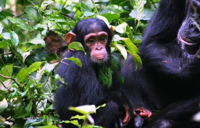 3-Day Kibale Chimpanzee Trekking 2026: Ultimate Uganda Primate Safari Package