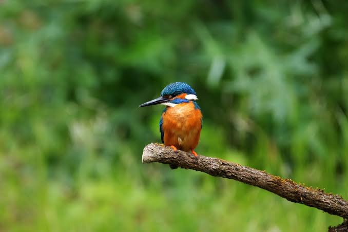 Kibale National Park birding – Great Blue Turaco in Bigodi