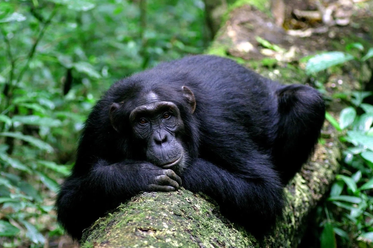 Kibale vs Kyambura Gorge chimpanzee trekking – Kyambura Gorge landscape