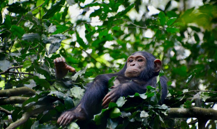 Kibale vs Kyambura Gorge Chimpanzee Trekking – 2026 Guide