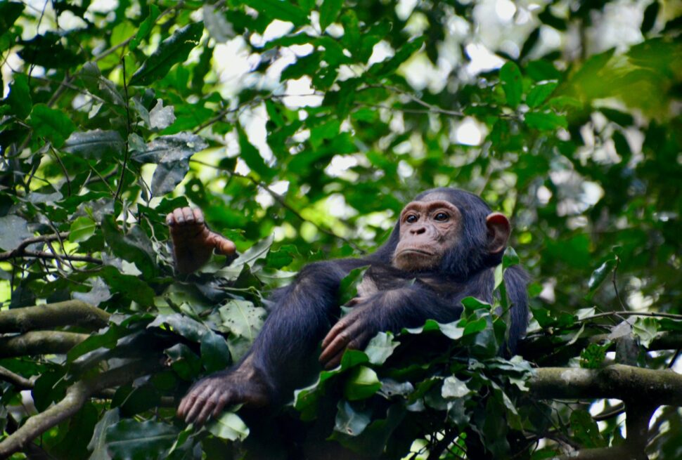 Kibale vs Kyambura Gorge chimpanzee trekking – chimpanzee in Kibale National Park