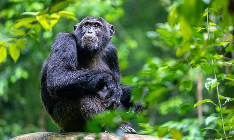 Kibale vs Kyambura Gorge chimpanzee trekking – Kibale National Park forest