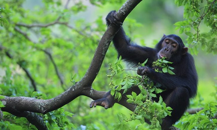 Kibale vs Kyambura Gorge chimpanzee trekking – chimpanzee in Kyambura Gorge