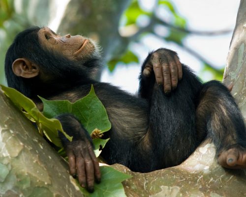 Kibale vs Kyambura Gorge chimpanzee trekking – terrain comparison Kibale forest vs Kyambura Gorge