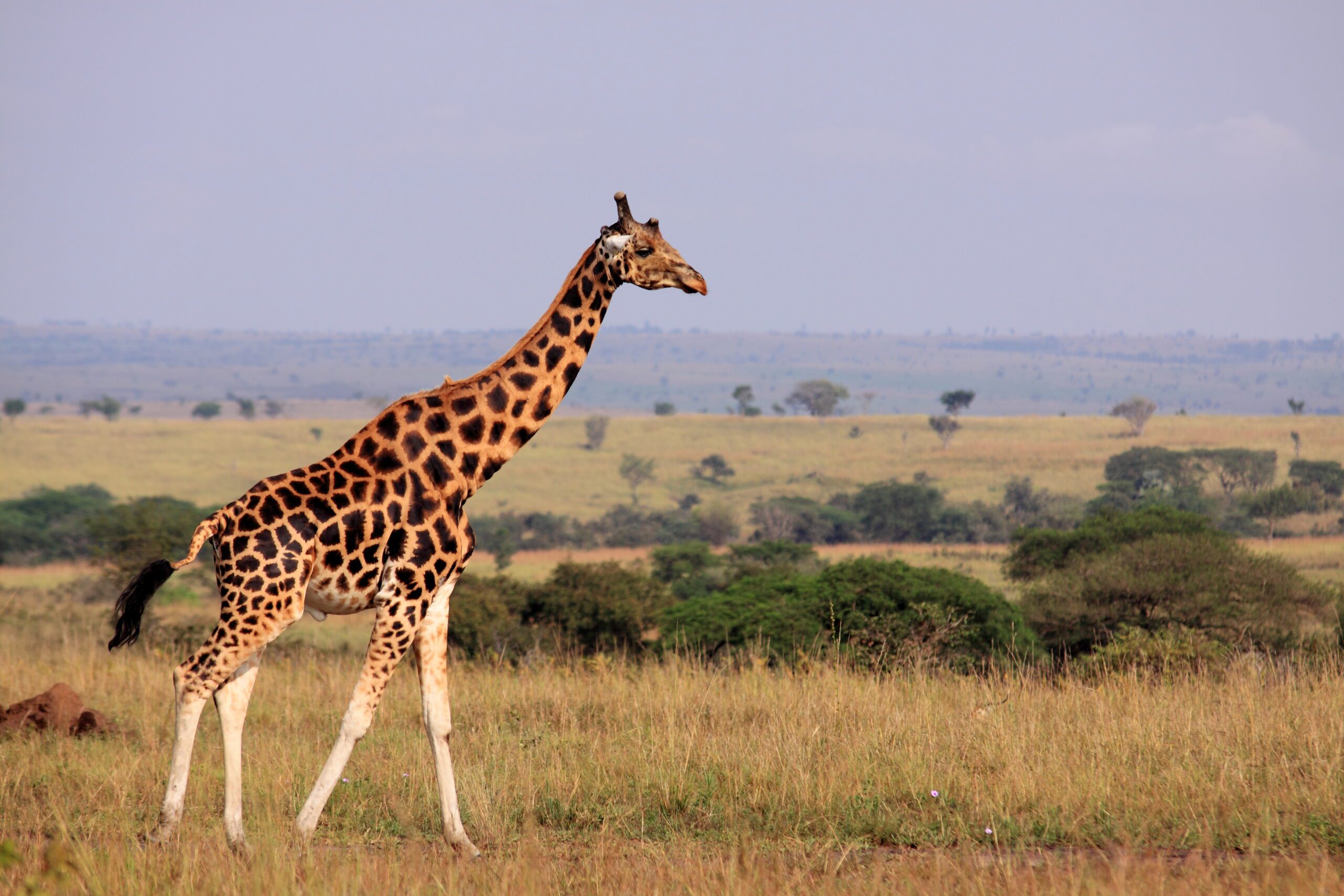 Kidepo Valley Hot Air Balloon Photography Safari Cost 2026 – The Truth & Ultimate Guide 3 Wildlife photographer taking ground-level shots in Kidepo as an alternative to Kidepo Valley hot air balloon photography safari cost