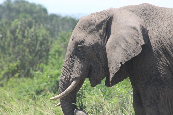 Kidepo Valley National Park worth the long drive – elephants in Kidepo Valley