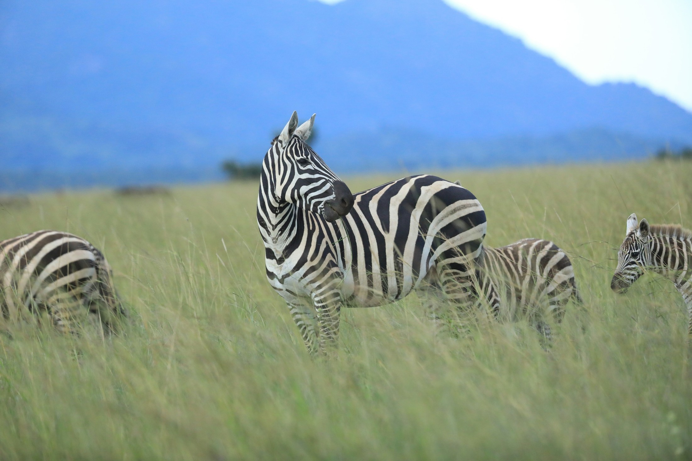 Kidepo Valley National Park worth the long drive – zebras in Kidepo Valley