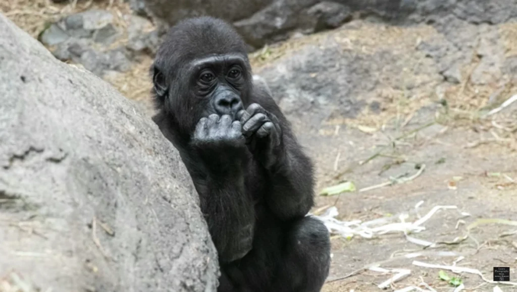 Lightroom editing workflow for processing RAW gorilla photography settings and enhancing color tones