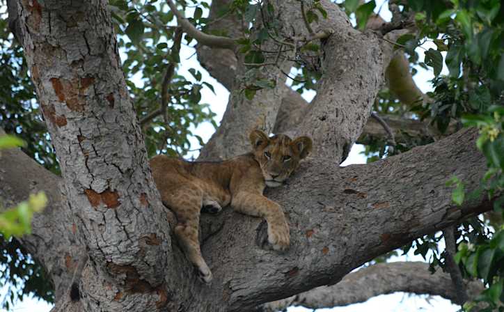 Parcs Nationaux Ouganda 2025/2026 – Guide Complet des Meilleurs Safaris 3 Lions grimpeurs dans le parc national Queen Elizabeth – parcs nationaux Ouganda Afraeka Adventures