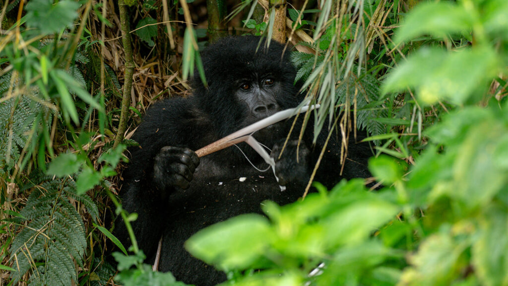Low light conditions in Bwindi rainforest requiring high ISO gorilla photography settings for proper exposure