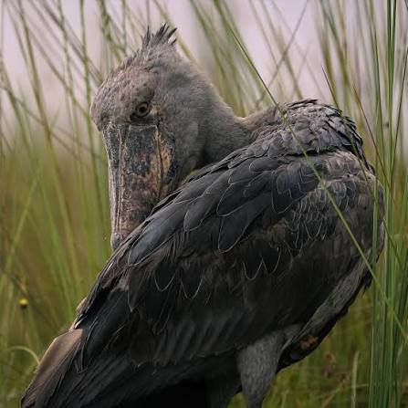 luxury shoebill photography hide mabamba bay ugandan off the beaten path guide 2026