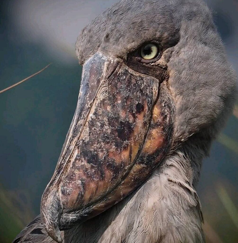 Mabamba swamp shoebill tour Entebbe arrival day – boat tour in Mabamba Swamp