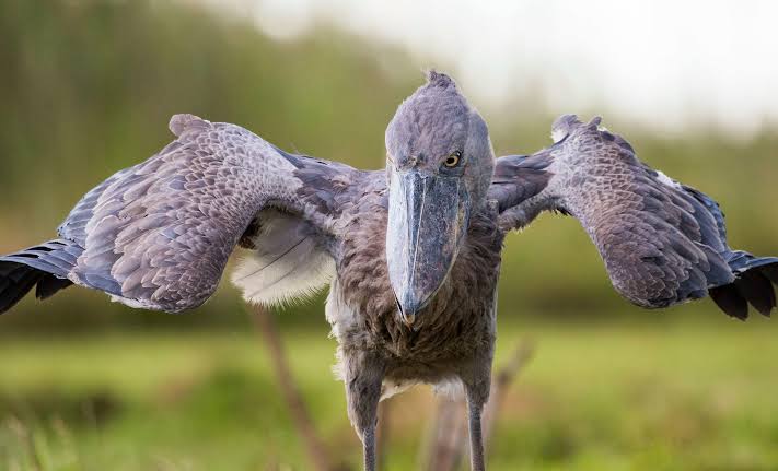 Mabamba swamp shoebill tour Entebbe arrival day – Lake Victoria view from Mabamba