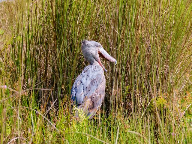 Mabamba swamp shoebill tour Entebbe arrival day – shoebill stork in Mabamba Swamp