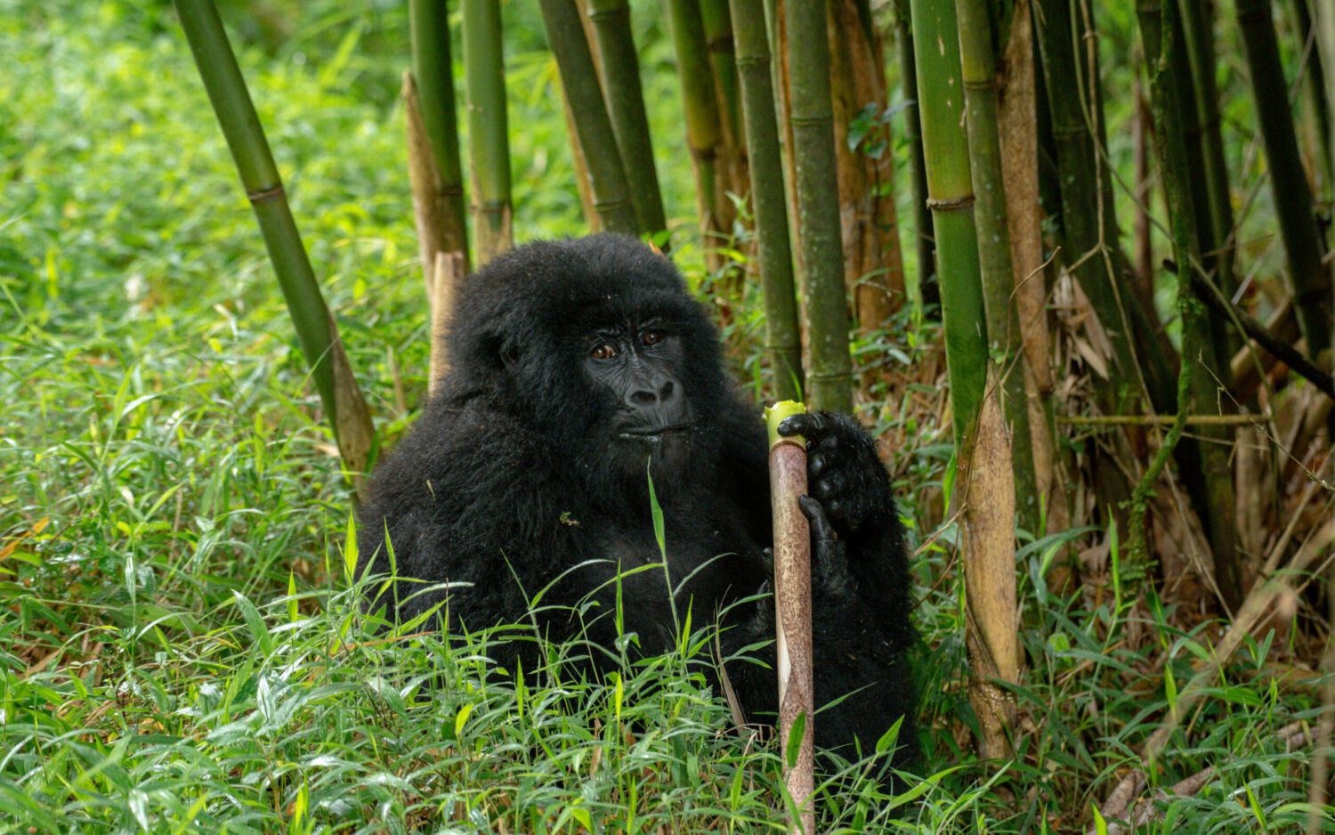 Malaria risk Bwindi high altitude gorilla trekking – Bwindi's high altitude terrain