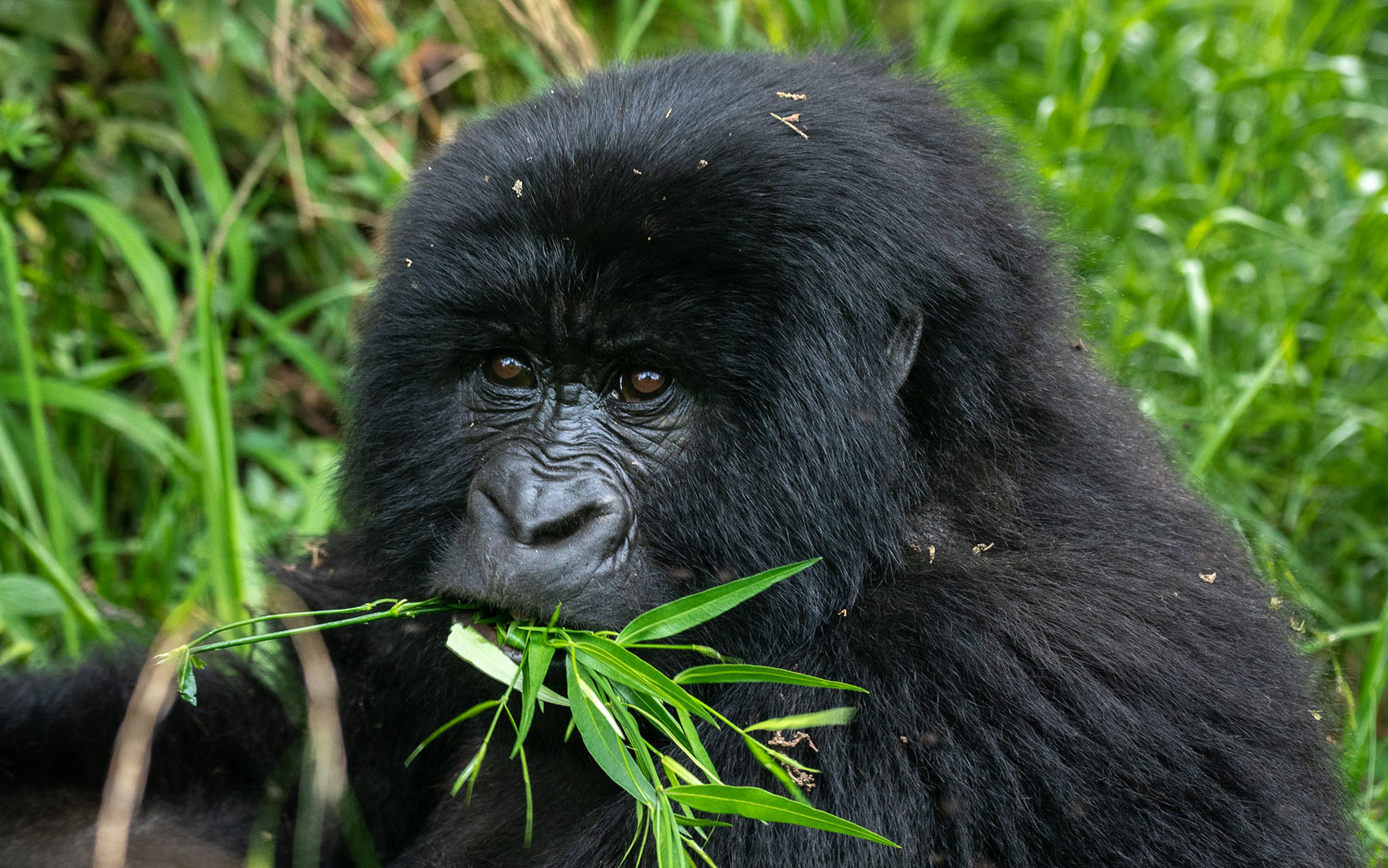 Malaria risk Bwindi high altitude gorilla trekking – malaria prophylaxis medication