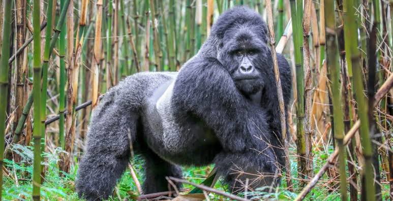 Mgahinga gorilla permit cost – Uganda mountain gorilla safari