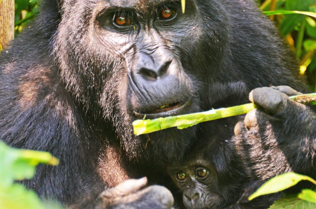 Minimum physical fitness required for gorilla trekking Uganda – porters helping trekkers on muddy slopes