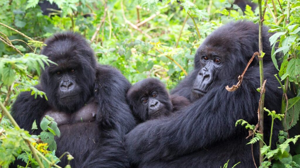 Minimum physical fitness required for gorilla trekking Uganda – trekkers preparing with hiking gear at trailhead