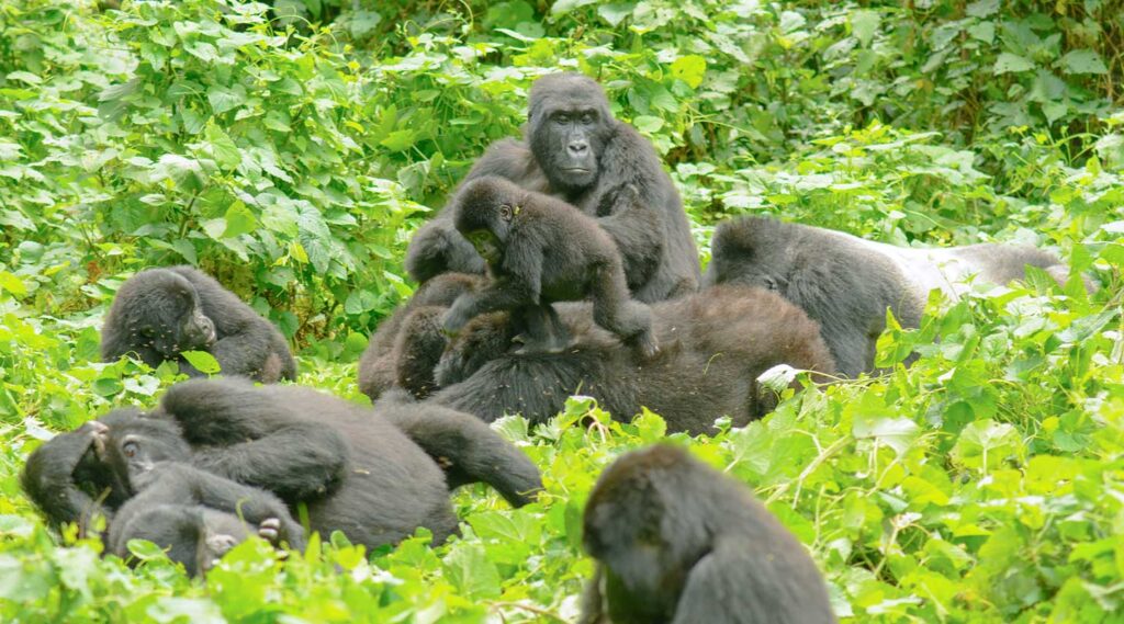 Minimum physical fitness required for gorilla trekking Uganda – silverback mountain gorilla reward after the trek