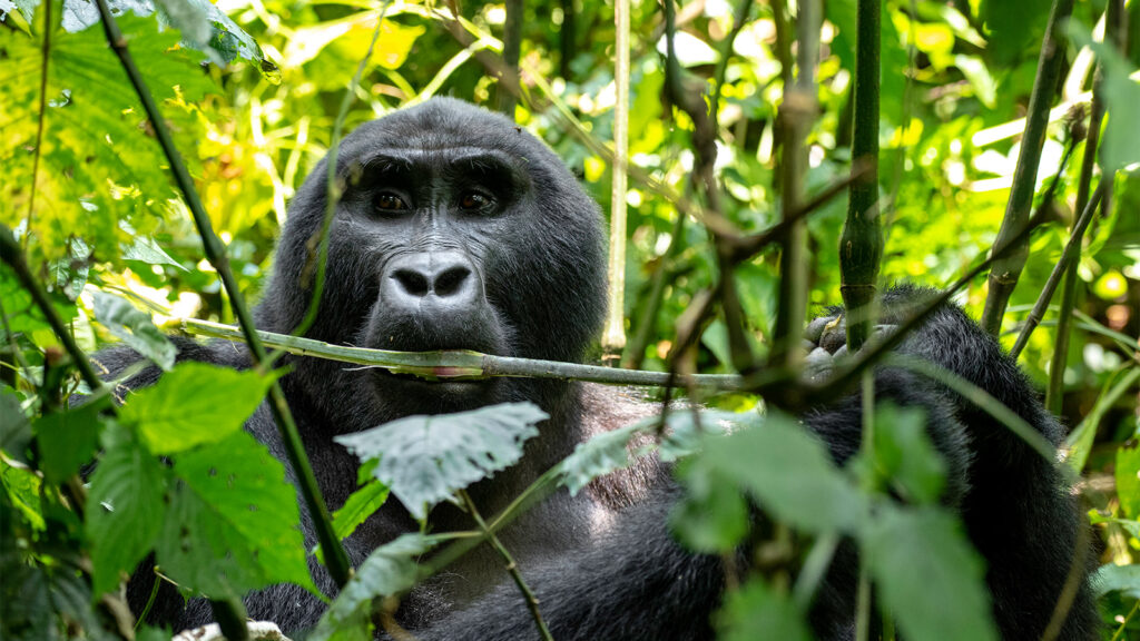 Minimum physical fitness required for gorilla trekking Uganda – senior trekkers successfully completing the trek
