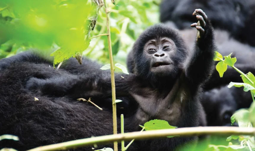 Minimum Physical Fitness Required for Gorilla Trekking Uganda – 2026 Guide