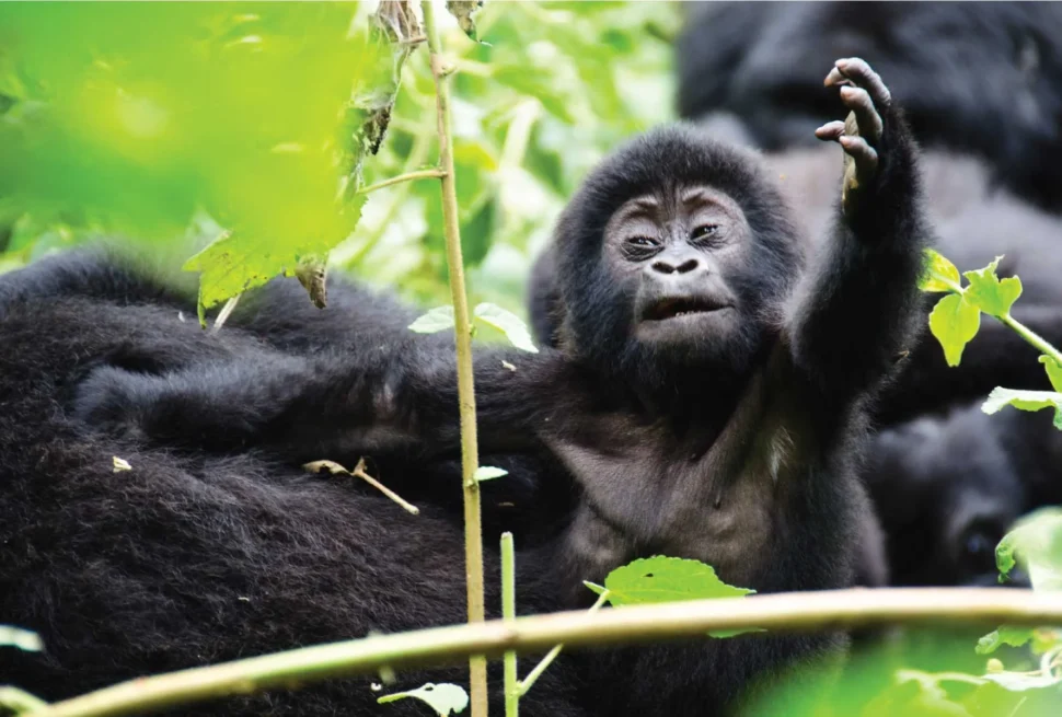 Minimum physical fitness required for gorilla trekking Uganda – steep forest trails through Bwindi's dense vegetation