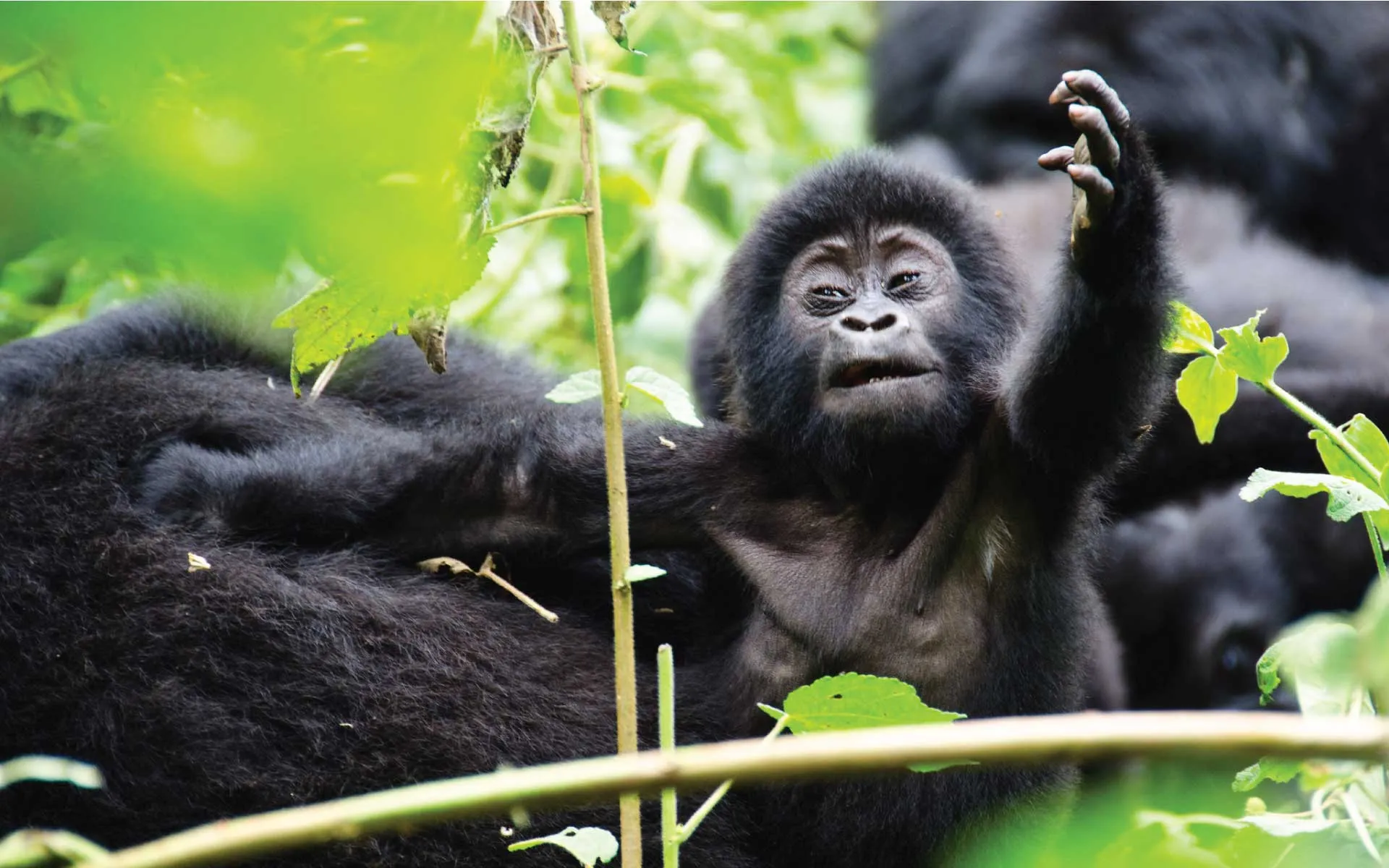 Minimum physical fitness required for gorilla trekking Uganda – steep forest trails through Bwindi's dense vegetation