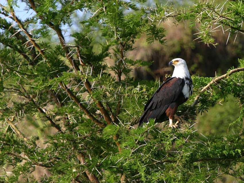 African fish eagle spotted during morning game drive in Lake Mburo for night game drive vs morning game drive guide
