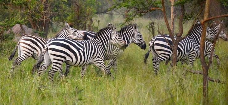 Night Game Drive vs Morning Game Drive in Lake Mburo 2026 – Which Safari Experience is Best?