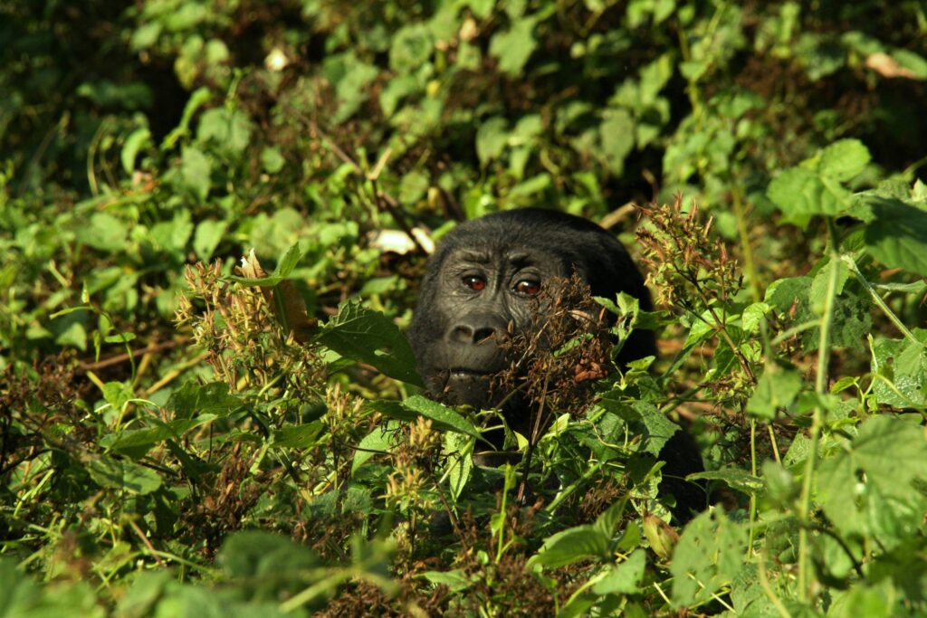 mountain-gorilla-trekking-bwindi-forest