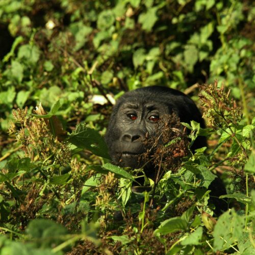 mountain-gorilla-trekking-bwindi-forest