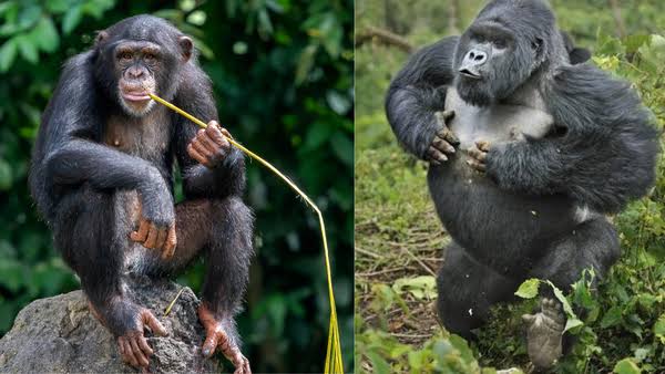 Gorilla Trekking vs Chimpanzee Trekking in Uganda 2026: Which Safari is Right for You?