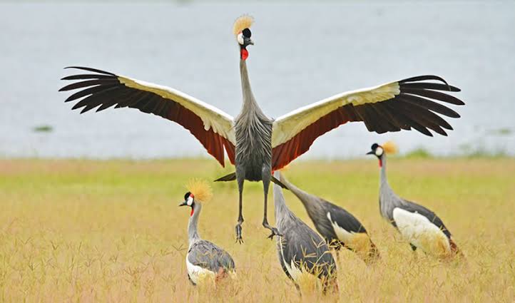 Murchison Falls birdwatching – on the Nile