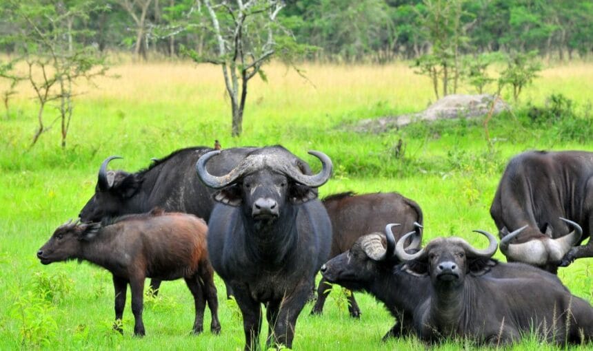 Parcs Nationaux Ouganda 2025/2026 – Guide Complet des Meilleurs Safaris