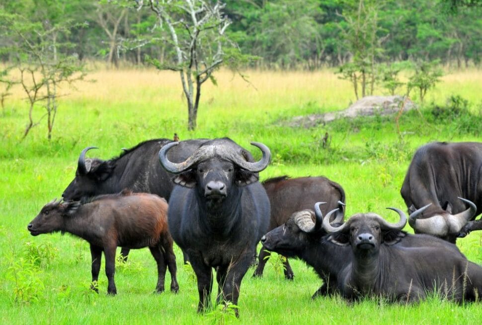 Parcs nationaux Ouganda – safari dans la savane avec Afraeka Adventures 2025