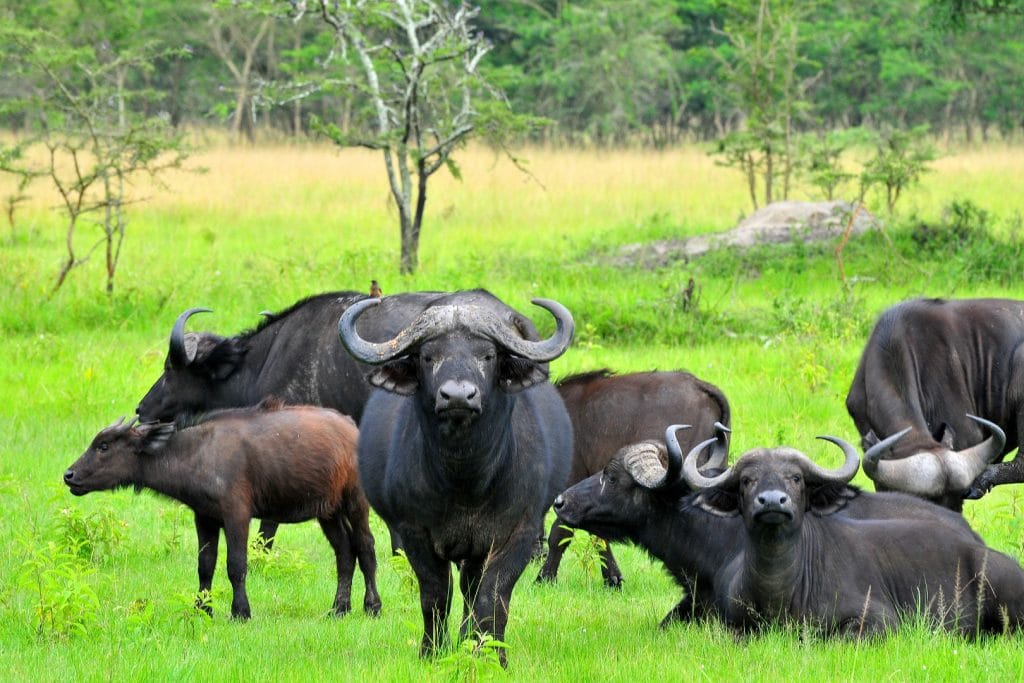 Parcs Nationaux Ouganda 2025/2026 – Guide Complet des Meilleurs Safaris 1 Parcs nationaux Ouganda – safari dans la savane avec Afraeka Adventures 2025