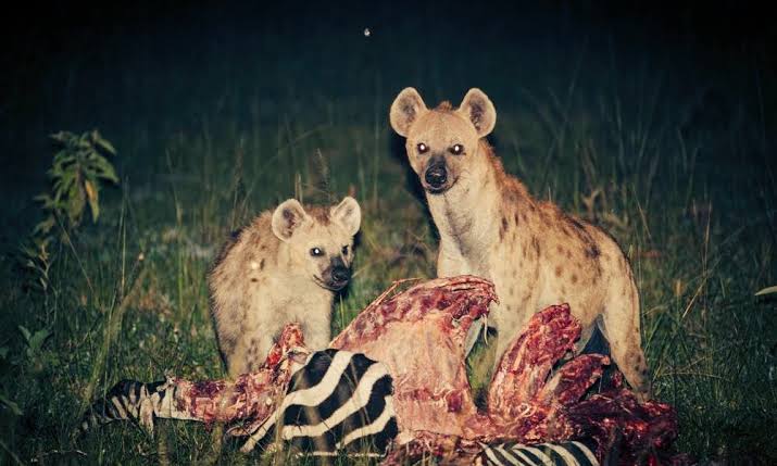 Spotted hyena on night game drive in Lake Mburo to compare with morning game drive for wildlife enthusiasts