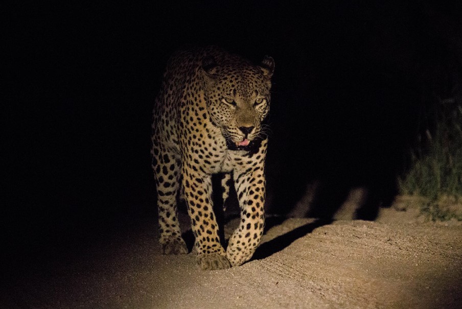 Leopard spotted during night game drive in Lake Mburo with spotlight for night game drive vs morning game drive debate