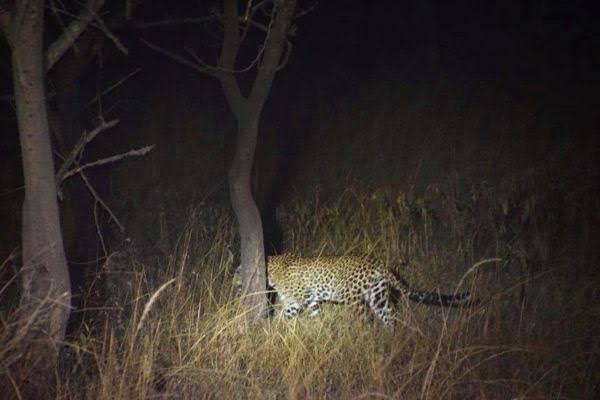 Split comparison of night game drive vs morning game drive in Lake Mburo with leopard and zebra sightings