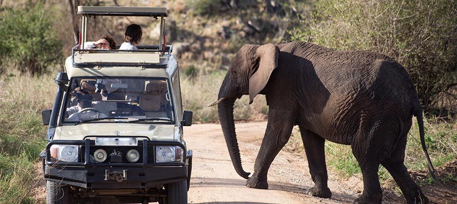 Off road driving rules Queen Elizabeth park – wildlife viewed from a safari vehicle
