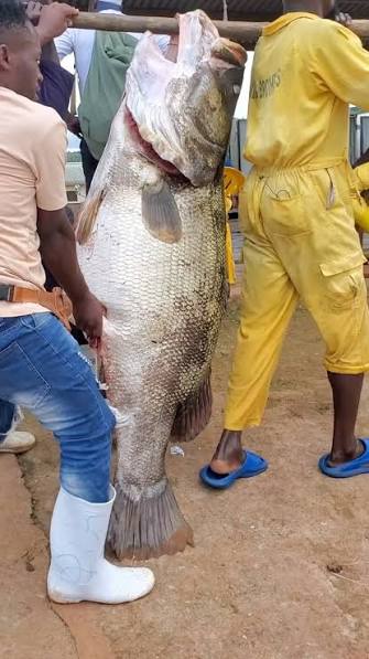 Pêche au Nile Perch sur le lac Victoria Ouganda – safari pêche Afraeka Adventures