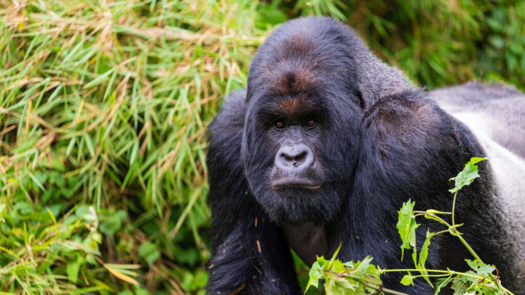 Refund Uganda gorilla permit illness policy – travel insurance documents and policy