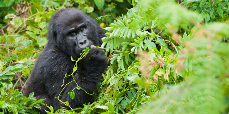 Refund Uganda gorilla permit illness policy – UWA gorilla permit document with stamp