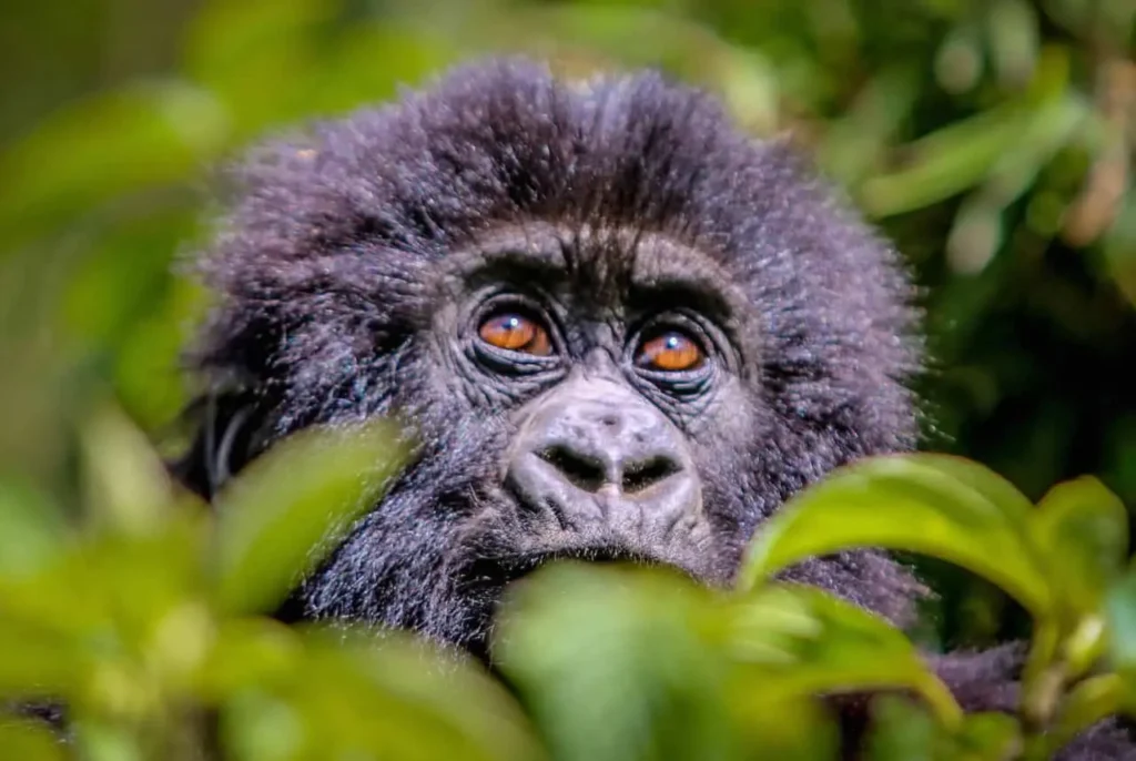 Refund Uganda gorilla permit illness policy – ranger checking health at Bwindi briefing