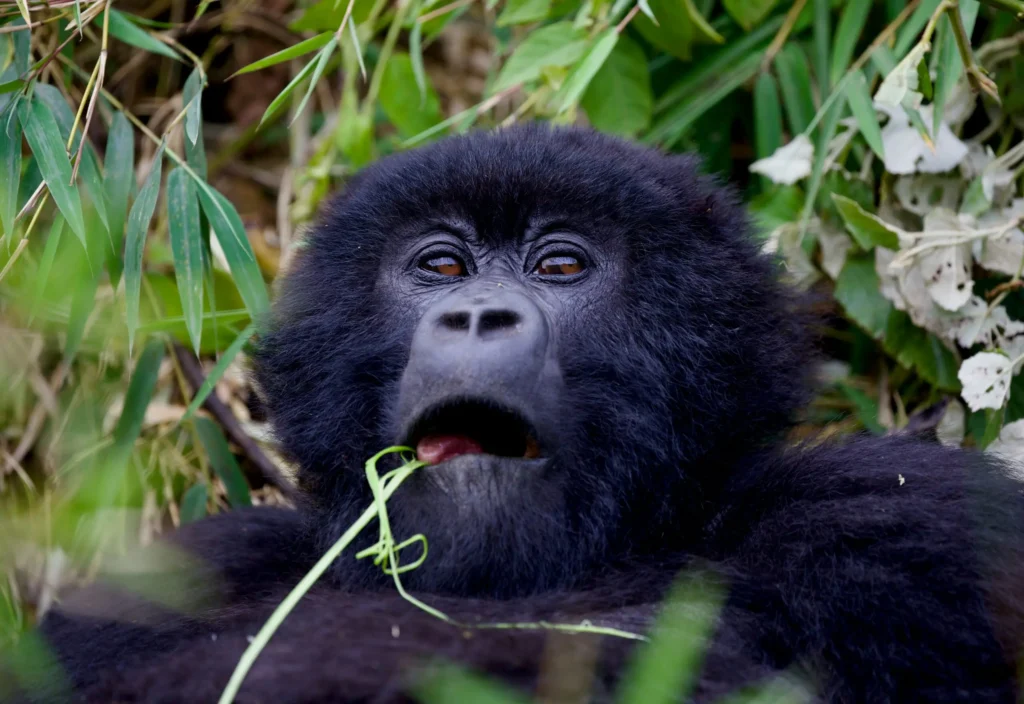 Refund Uganda gorilla permit illness policy – traveler feeling sick at a gorilla trek briefing