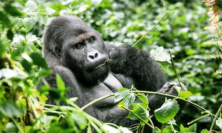Refund Uganda gorilla permit illness policy – Uganda Wildlife Authority office sign