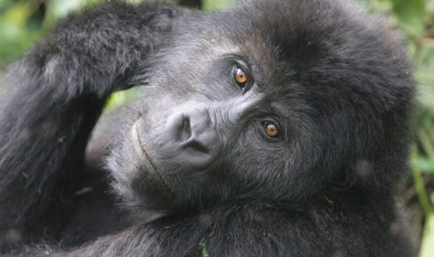Safari Ouganda 2025/2026 – Budget & Coût du Voyage Ouganda Guide Complet 1 Safari Ouganda 2025/2026 – Budget & Coût du Voyage Ouganda Guide Complet