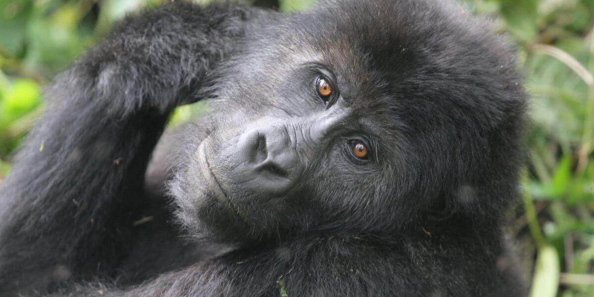 Safari budget Ouganda avec gorilles – Afraeka Adventures 2025